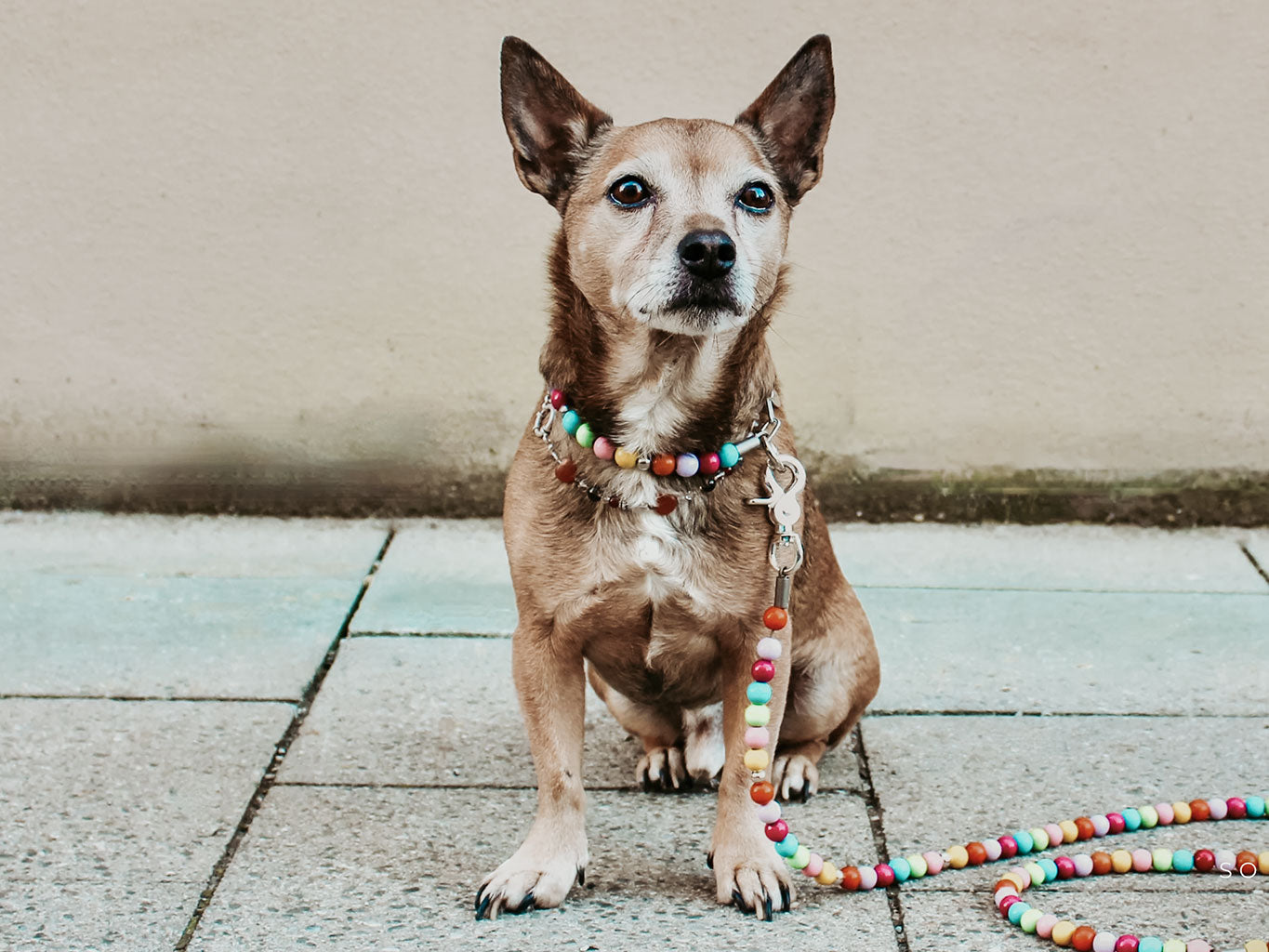DEZ 08 & 09: Schmuck fr Mensch und Hund  Nicole Mohrmann -  NicoleMohrmann.com